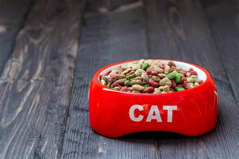 Can Cats Eat Dog Food : Amazing Facts For You