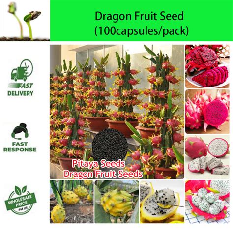 Red Dragon Ball Dragon Fruit Seedlings/100PCS Dragon Fruit Seeds/Potted ...