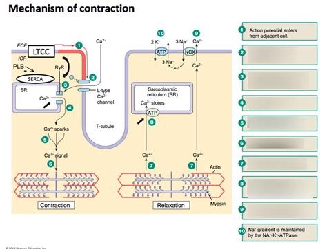 Steps of Muscle Contraction 的图像结果