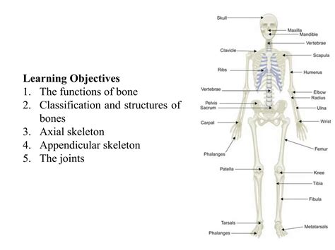 Image result for Human Bones Classification and Exaplain There Functions