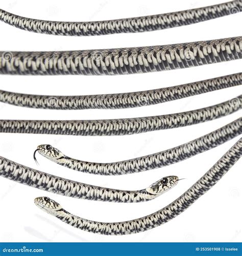 Natrix Natrix Natrix, Serpiente De Hierba Aislada En Blanco Foto de ...