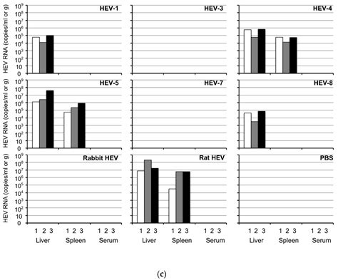 Mongolia Gerbils Are Broadly Susceptible to Hepatitis E Virus