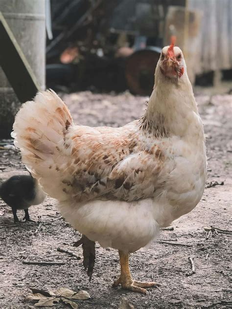 Is Chicken Halal To Eat For Muslims? Discover the Truth