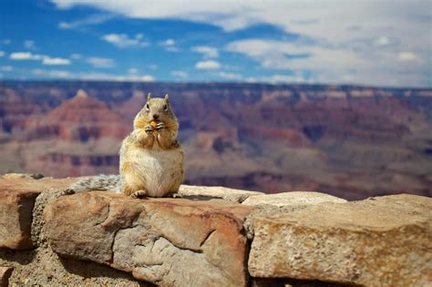 Meet the Wildlife of the Grand Canyon (Have You Encountered Any Of These 15 Animals?)