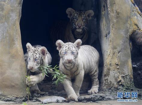 山东济南：三胞胎虎宝宝与游客见面-国际在线