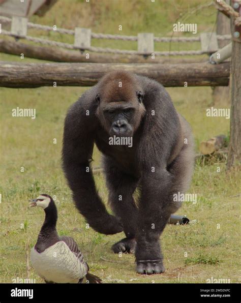 Monkey chasing goose Stock Photo - Alamy