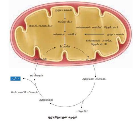 ஆ‌ர்‌னிதை‌ன் சுழ‌ற்‌‌சி‌யின‌் ‌விளைபொரு‌ள் யாது? அ) கா‌ர்ப‌ன் டை ஆ ...