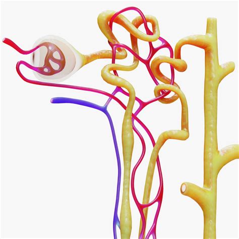 Kidney Nephron Model Labeled