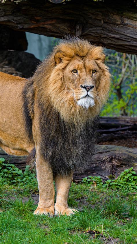 Download wallpaper 1350x2400 lion, predator, animal, big cat, grass ...