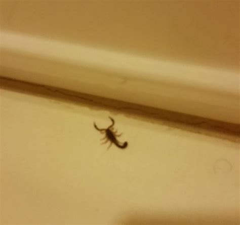 RESIDENCE INN BY MARRIOTT COLUMBIA NORTHWEST/HARBISON (Irmo, Caroline ...