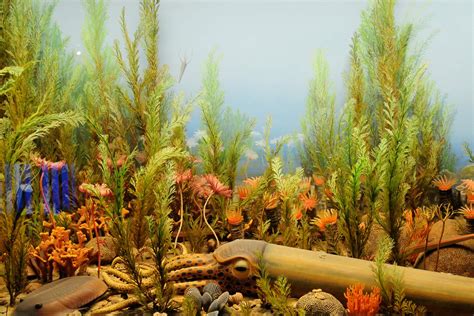 Ordovician Extinction