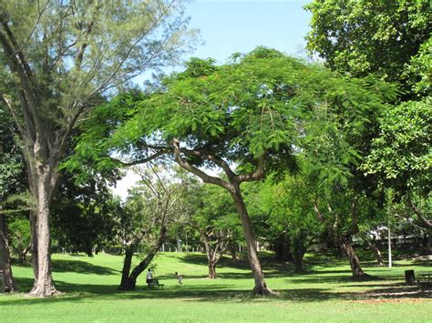 The Parks Department: Merrie Christmas Park