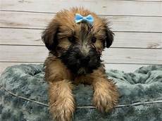 soft coated wheaten terrier haircut dog wheaten soft coated wheaten terrier puppies petland bolingbrook il soft coated wheaten terrier haircut dog wheaten soft coated wheaten terrier puppies petland bolingbrook il