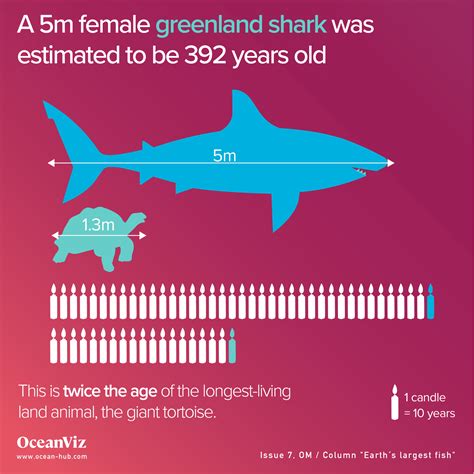 How Do Sharks Age: The Science Behind Their Lifespan