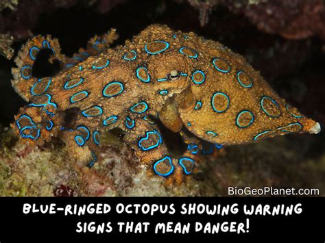 Image result for Blue-Ringed Octopus Predators