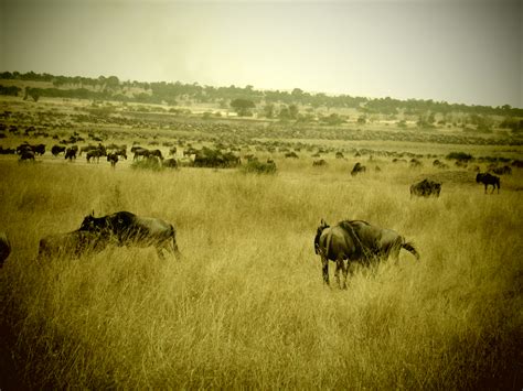 Image result for Northern Migration of Python's