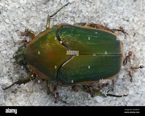 Common Green June Beetle (Cotinis nitida Stock Photo - Alamy