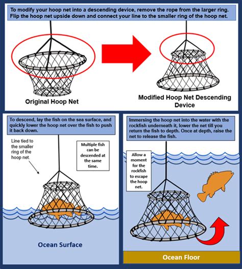 Image result for How to Set a Hoop Net for Fish