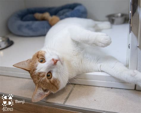 Myths about Cats and Litter Boxes