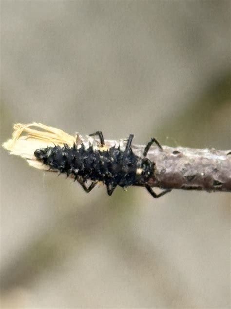 Image result for Alien Looking Bug