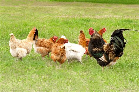 What Is a Group of Chickens Called? - Chicken Terms Explained