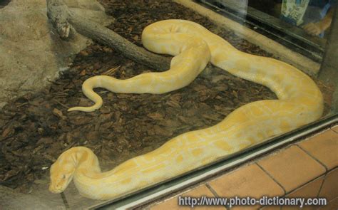Burmese Python Speed 的图像结果