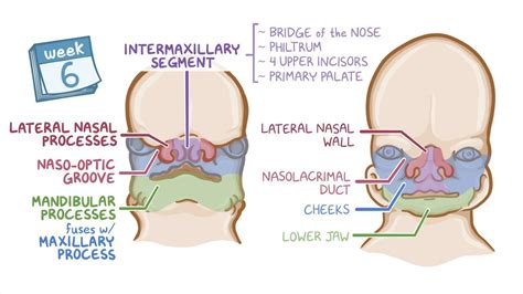 Image result for Embryo Face Formation