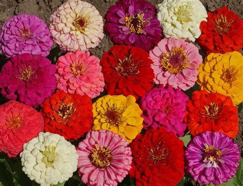 Zinnia Pumila Mix (Zinnia elegans) | Applewood Seed Company