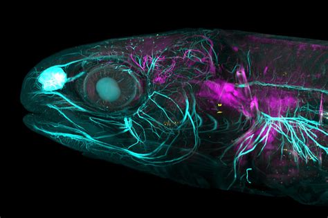 imaris_fish_img | テガラ株式会社 TEGSYS - テグシス