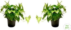 deep green Money Plant Price in India - Buy deep green Money Plant ...
