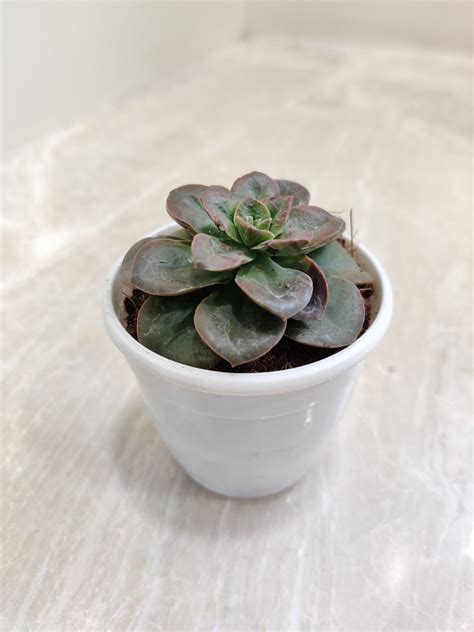 Plants – Page 2 – ChhajedGarden.com