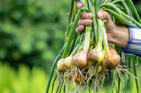 Onion Roots: Everything You Need To Know Right Here