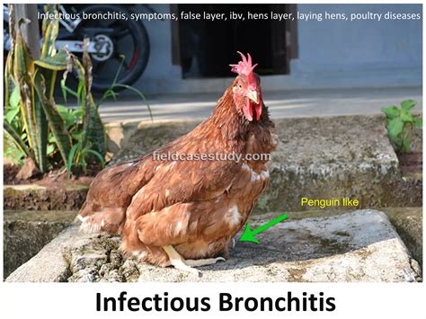 Symptoms Of Infectious Bronchitis In Chickens