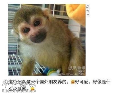 其实石猴就是日本猕猴，你们知道它长大了有多丑吗！ - 娱乐八卦 - 华声论坛