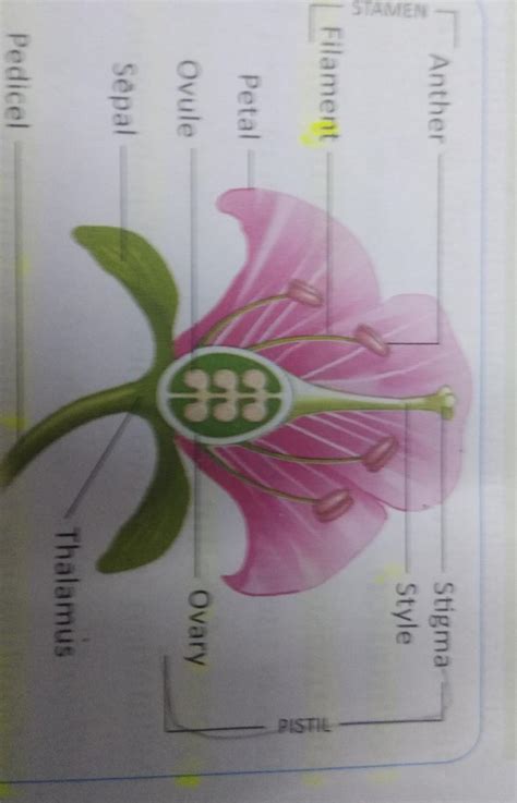 Draw and label in a chart paper (1) parts of a flower (2) germination ...