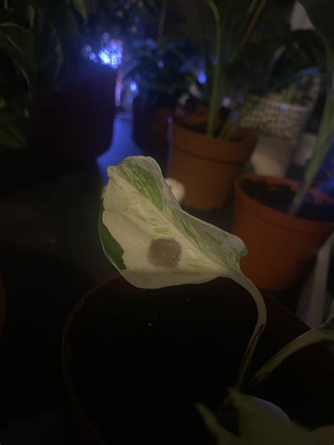How do I stop my snow queen pothos from browning? I know variegated plants don’t get as much ...