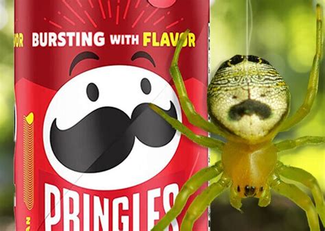 Snack-Branded Wildlife Species : pringles spider