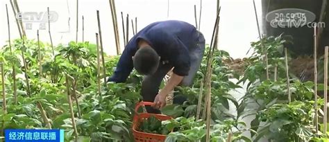 3月份，10种蔬菜可以种植，易存活，5-6月收获，菜农们别错过_腾讯新闻