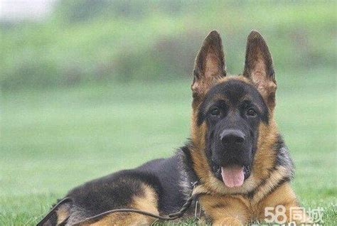 德国牧羊犬的训练时间及训练方法|狗狗行为训练-波奇网百科大全