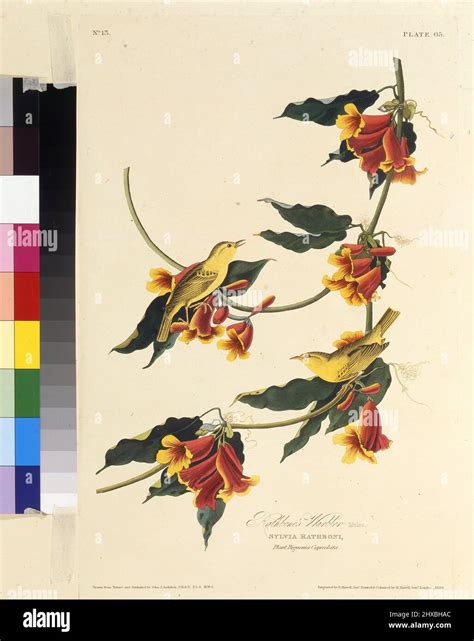The Rathbone Warbler. From "The Birds of America". Museum: PRIVATE ...
