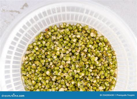 Home Grow Mung Bean or Green Bean Sprout in Plastic Basket Stock Photo ...