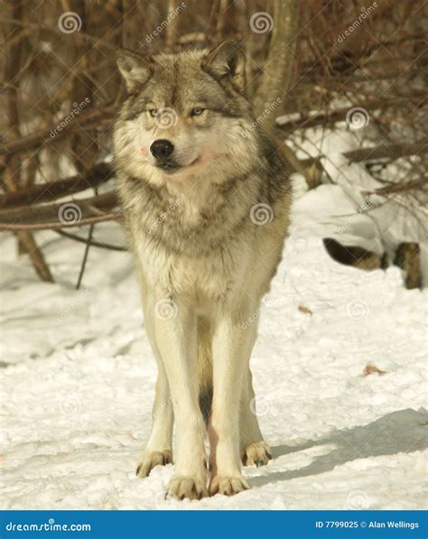 Alpha male wolf, Canada stock image. Image of wild, beast - 7799025