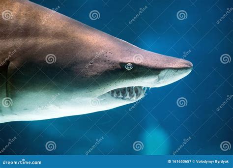 Underwater Great White Shark Stock Image - Image of blue, background ...
