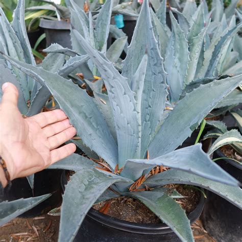 Shop 'Century Plant - Agave Americana' Care and Growing Guide | Planet Desert