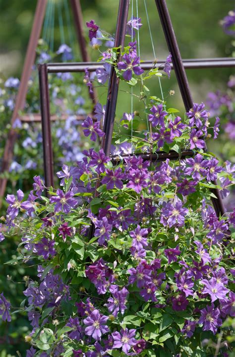 How to Plant, Grow, and Care for Clematis - Florissa
