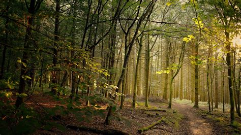 Nature Woods 的图像结果