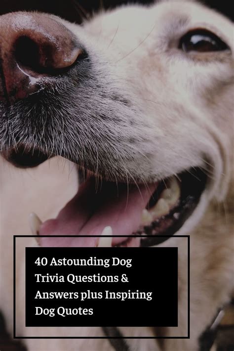 Dog Questions 的图像结果