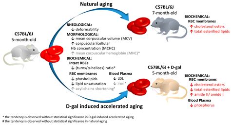 Spectroscopic Signature of Red Blood Cells in a D-Galactose-Induced ...
