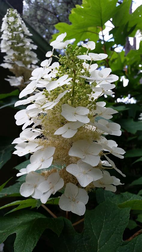 Buy Pixies Gardens (2 Gallon) Oakleaf Hydrangea Gorgeous Native Huge ...
