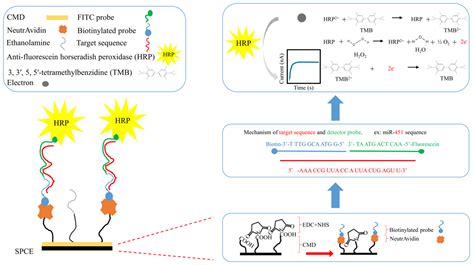 A Highly Sensitive Urinary Exosomal miRNAs Biosensor Applied to ...